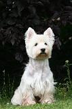 WESTIE 477